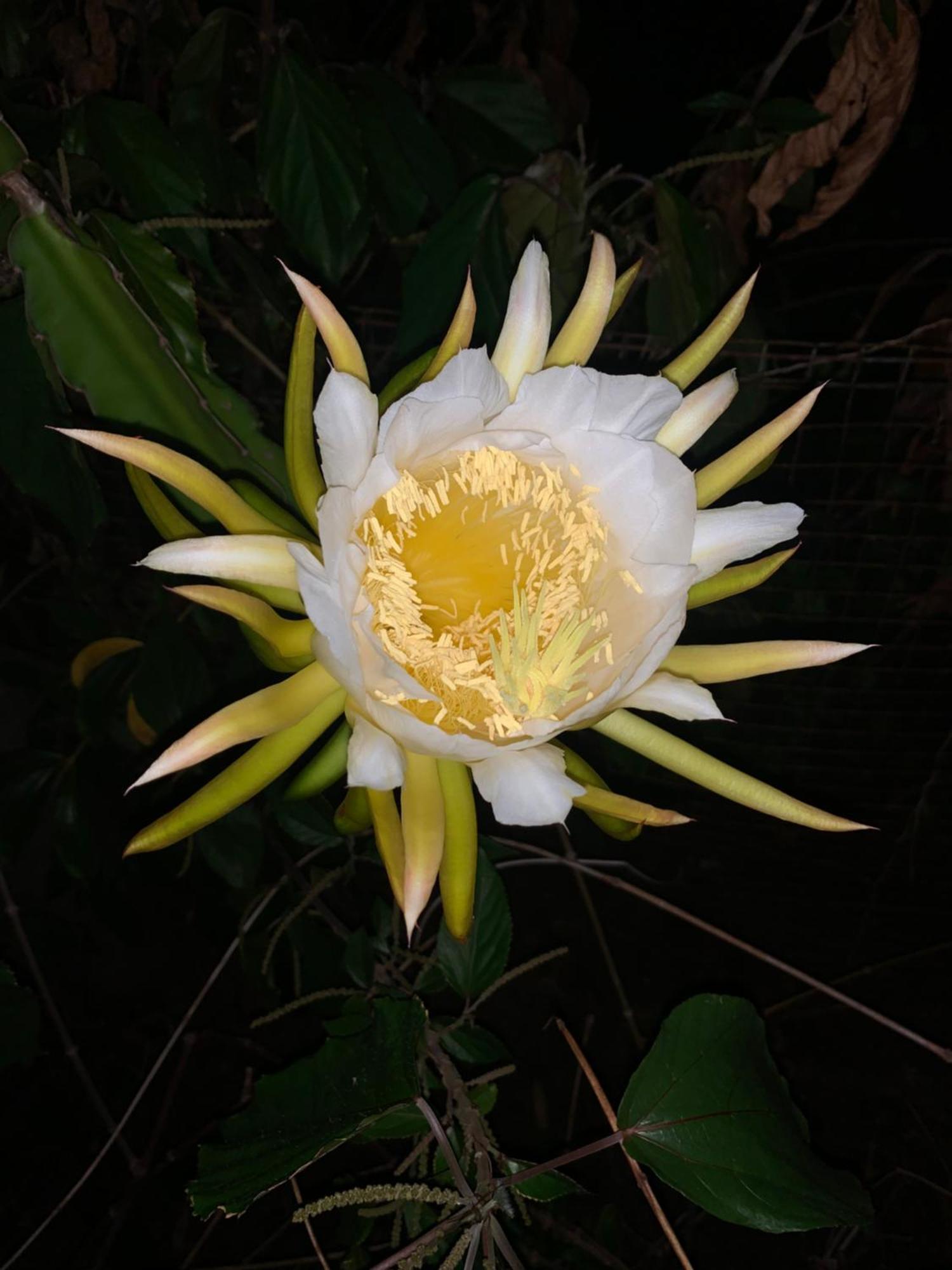 Lily Pad Lodge Bambou Luaran gambar